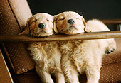 PUP 08 GR0028 01
Two Golden Retriever Puppies Sleeping On Armchair