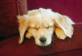 PUP 08 GR0036 01
Head Shot Of Golden Retriever Puppy Sleeping On Chair