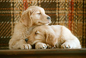 PUP 08 GR0037 01
Two Golden Retriever Puppies Sleeping By Couch