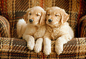 PUP 08 GR0039 01
Two Golden Retriever Puppies Sitting On Plaid Chair
