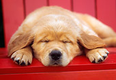 PUP 08 GR0046 01
Golden Retriever Puppy Sleeping On Red Chair