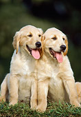 PUP 08 GR0049 01
Two Golden Retriever Puppy Sitting On Grass