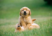 PUP 08 GR0050 01
Two Golden Retriever Puppy Wrestling On Grass