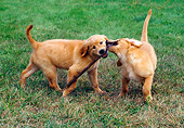 PUP 08 GR0052 01
Two Golden Retriever Puppies Playing With Stick On Grass