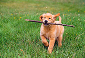 PUP 08 GR0054 01
Golden Retriever Puppy Running Carrying Stick On Grass