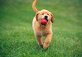 PUP 08 GR0055 01
Golden Retriever Puppy Running Carrying Apple On Grass