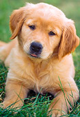 PUP 08 GR0061 01
Golden Retriever Puppy Laying On Grass Head On