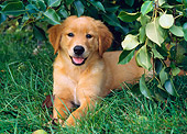 PUP 08 GR0063 01
Golden Retriever Puppy Laying On Grass Under Foliage
