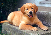 PUP 08 GR0064 01
Golden Retriever Puppy Laying On Cement Step