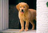 PUP 08 GR0069 01
Golden Retriever Puppy Standing In Doorway