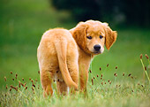 PUP 08 GR0070 01
Golden Retriever Puppy Standing In Field Rear View
