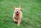 PUP 08 GR0071 01
Golden Retriever Puppy Running On Grass Carrying Red Apple In Mouth