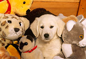 PUP 08 LS0001 01
Head Shot Of Golden Retriever Puppy Sitting With Stuffed Animals