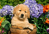 PUP 08 LS0002 01
Head Shot Of Golden Retriever Puppy Sitting In Wooden Barrel By Flowers