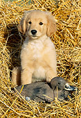 PUP 08 LS0009 01
Golden Retriever Puppy Sitting In Hay With Duck Decoy