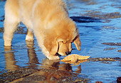 PUP 08 LS0010 01
Golden Retriever Puppy Sniffing Sea Star On Beach