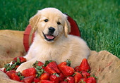 PUP 08 LS0012 01
Golden Retriever Puppy Laying On Burlap Sack With Strawberries