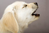 PUP 08 MR0002 01
Head Shot Of Golden Retriever Barking Seamless Studio