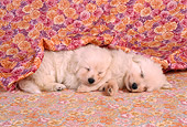 PUP 08 RC0001 01
Portrait Of Two Golden Retriever Puppies Sleeping Studio