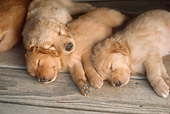 PUP 08 RC0002 01
Overhead Shot Of Golden Retriever Puppies Sleeping On Wood Deck