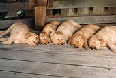 PUP 08 RC0003 01
Litter Of Golden Retriever Puppies Sleeping On Wood Deck