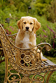 PUP 08 RC0005 01
Portrait Of Golden Retriever Puppy Sitting On Ornate Metal Bench In Garden