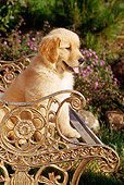 PUP 08 RC0008 01
Portrait Of Golden Retriever Puppy Sitting On Ornate Metal Bench In Garden