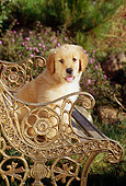 PUP 08 RC0009 01
Portrait Of Golden Retriever Puppy Sitting On Ornate Metal Bench In Garden