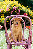 PUP 08 RC0011 01
Portrait Of Golden Retriever Puppy Sitting On Lavender Wicker Chair By Grass Yellow Flowers