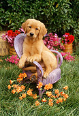 PUP 08 RC0012 01
Portrait Of Golden Retriever Puppy Sitting On Lavender Wicker Chair By Orange And Red Flowers Shrubs Grass