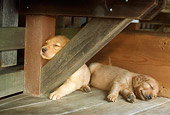PUP 08 RC0014 01
Two Golden Retriever Puppies Sleeping On Wood Deck