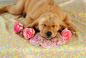 PUP 08 RC0015 01
Portrait Of Golden Retriever Puppy Sleeping On Pillow By Pink Roses