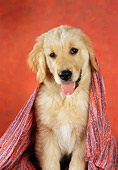 PUP 08 RC0018 01
Golden Retriever Puppy Sitting Under Red Striped Blanket Shoulder Shot Studio