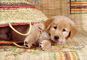 PUP 08 RC0019 01
Golden Retriever Puppy Laying In Woven Bag