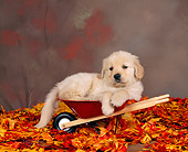 PUP 08 RK0003 04
Golden Retreiver Puppy Laying In Wheelbarrow By Autumn Leaves Studio