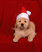 PUP 08 RK0007 08
Golden Retreiver Puppy Laying Wearing A Red Christmas Hat Red Background