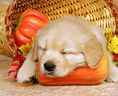 PUP 08 RK0010 01
Close-Up Of Golden Retreiver Puppy Sleeping In Basket By Pumpkin