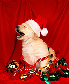 PUP 08 RK0011 01
Golden Retreiver Puppy Sitting Mouth Open With Santa Hat And Decorations Red Background