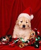 PUP 08 RK0012 01
Golden Retreiver Puppy Sitting In Christmas Decorations And Wearing Santa Hat Red Backgrnd