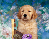 PUP 08 RK0039 01
Close Up Shoulder Shot Of Golden Retriever Facing Camera By Flower Mottled Background