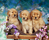 PUP 08 RK0045 06
3 Golden Retrievers Sitting Closely Together On Wooden Wagon Facing Camera Mottled Background