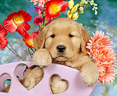 PUP 08 RK0049 05
Close Up Of Golden Retriever Puppy Sitting In Flower Cart