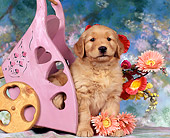 PUP 08 RK0055 01
Close Up Of Golden Retriever Sitting Next To Tipped Pink Cart By Flowers Facing Camera Mottled Background
