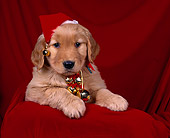 PUP 08 RK0059 01
Shoulder Shot Of Golden Retriever Wearing Christmas Hat Bells Around Neck Paws Out Facing Camera Red Cloth