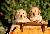 PUP 08 RK0071 07
Two Golden Retriever Puppies Sitting In Wooden Cart By Shrubs