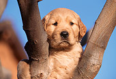 PUP 08 RK0072 01
Golden Retriever Puppy Sitting In Between A Fork Of Tree Blue Sky