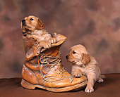 PUP 08 RK0085 06
Golden Retrievers Sitting In Old Boot And On Top Brown Background