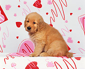 PUP 08 RK0101 02
Golden Retriever Puppy Sitting Facing Camera On Valentine Heart Print