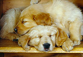 PUP 08 RK0116 08
Two Golden Retriever Puppies Sleeping On Book Shelf