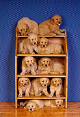 PUP 08 RK0127 12
A Group Of Golden Retriever Puppies Sitting On Shelves Blue Wallpaper Background